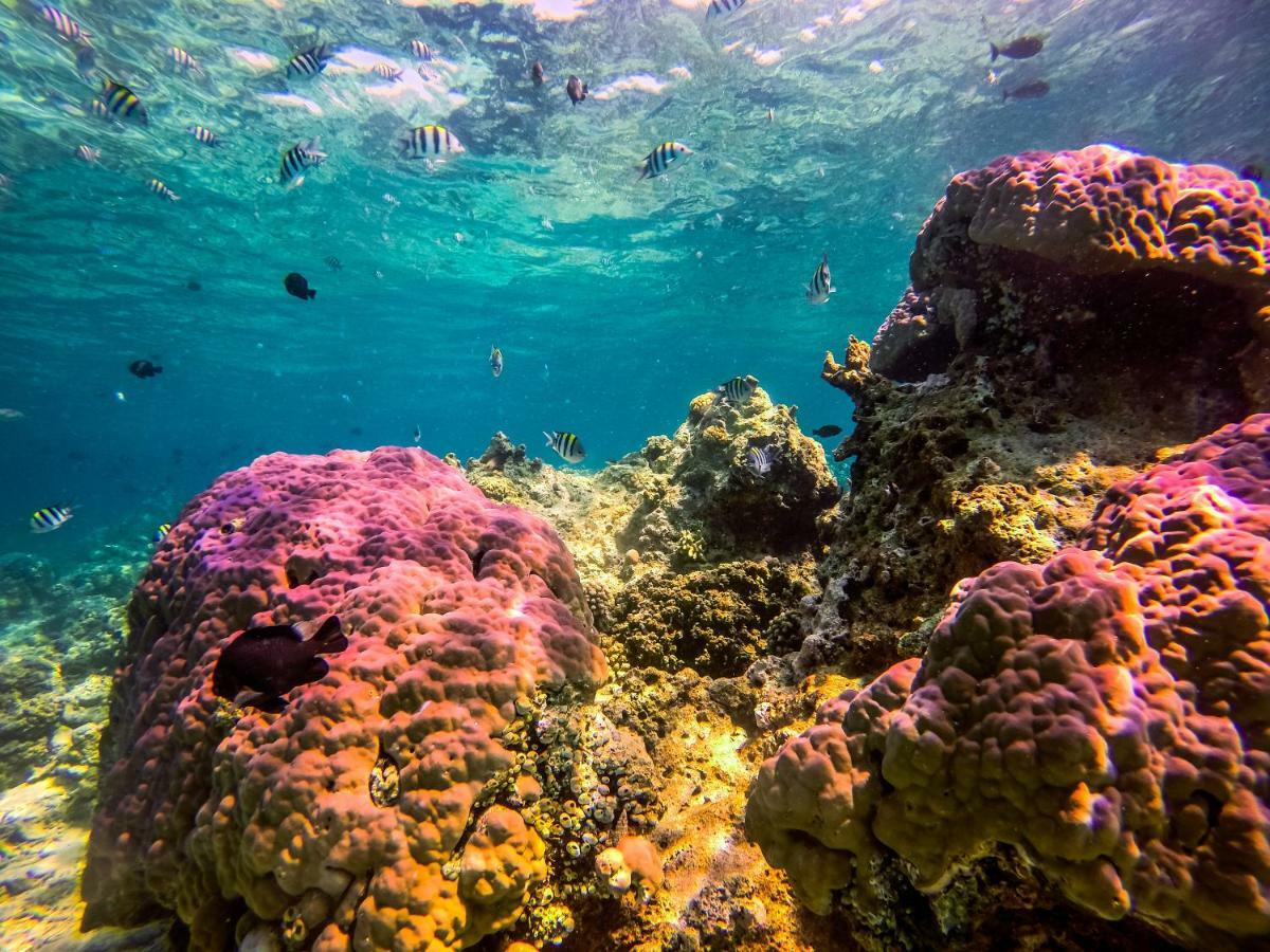 Dpm Diving & Bar Ban Ko Tao